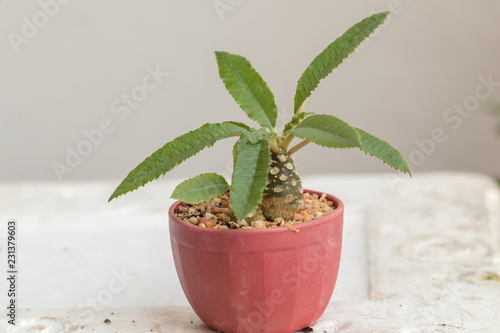 Close up Dorstenia Foetida, a succulent plant in a pot.