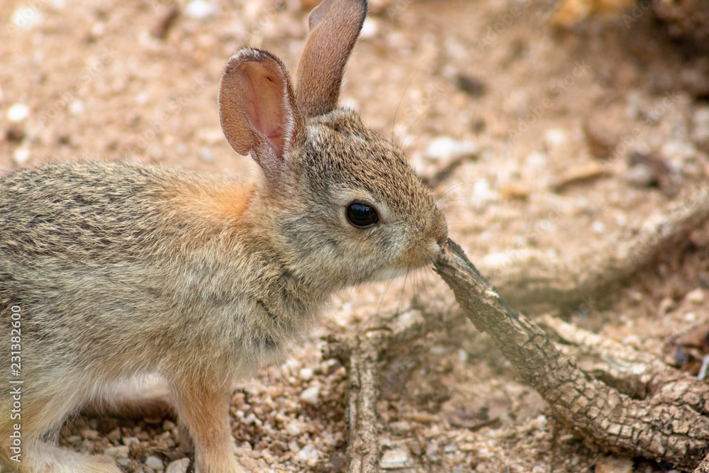 Baby Desert Cottontail