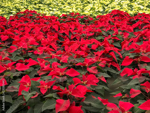 red poinsettia Christmas 