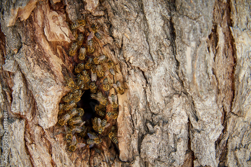 Bees collect honey in a wild beehive in the hollow of a tree.