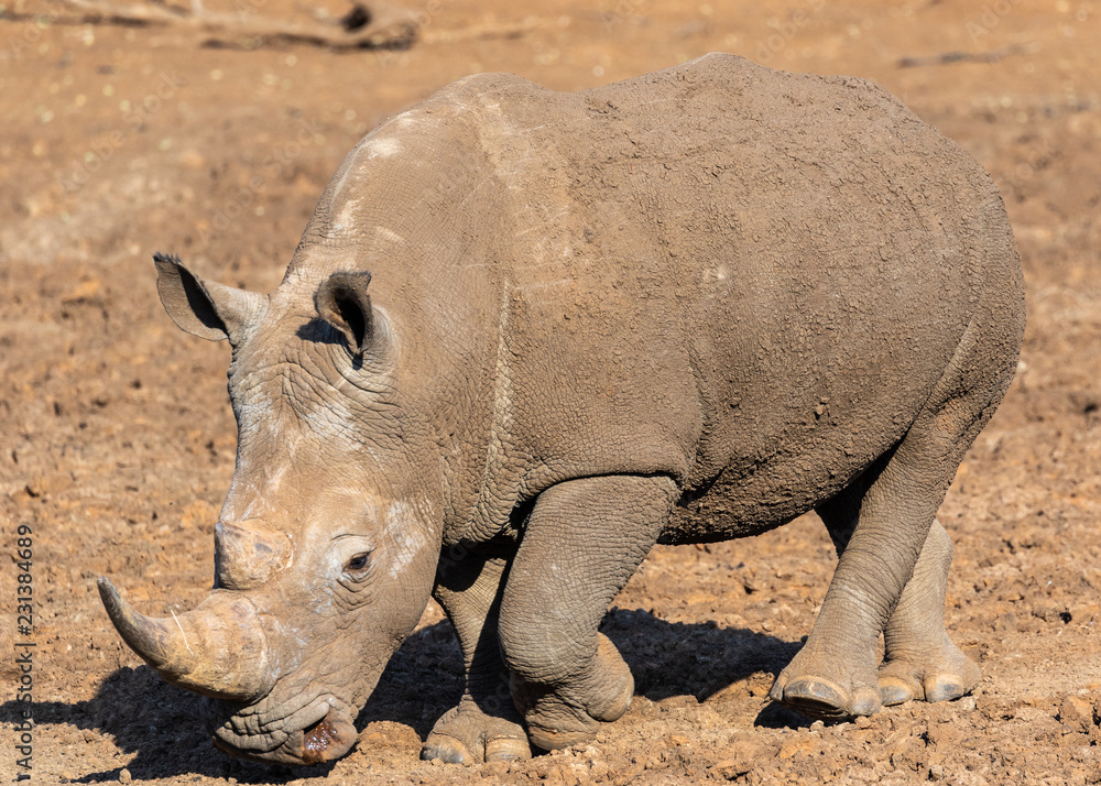 White rhino walking in Mokala National Park in South Africa White rhino walking in Mokala National Park in South Africa