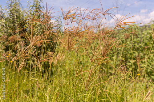 Wild flowers in a meadow in Mexico.