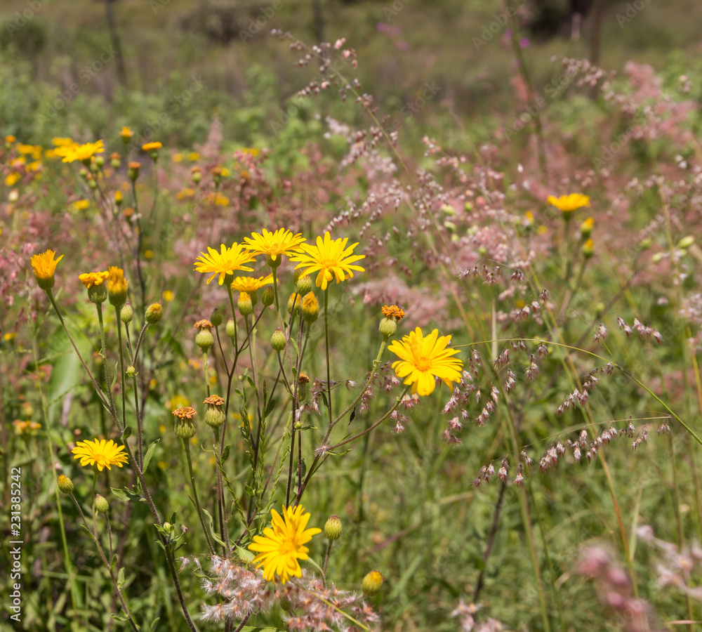 Wild flowers in a meadow in Mexico. Wild flowers in a meadow in Mexico.