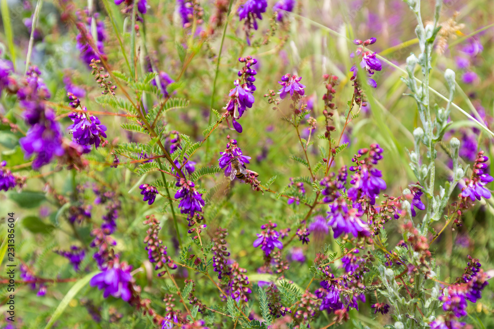 Obraz premium Wild flowers in a meadow in Mexico.
