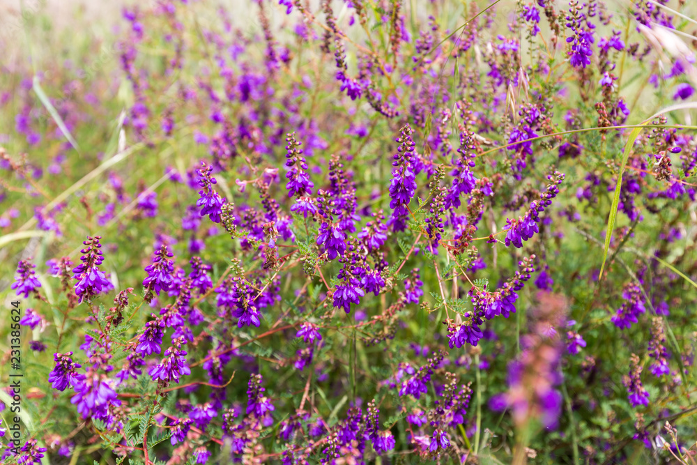 Wild flowers in a meadow in Mexico.