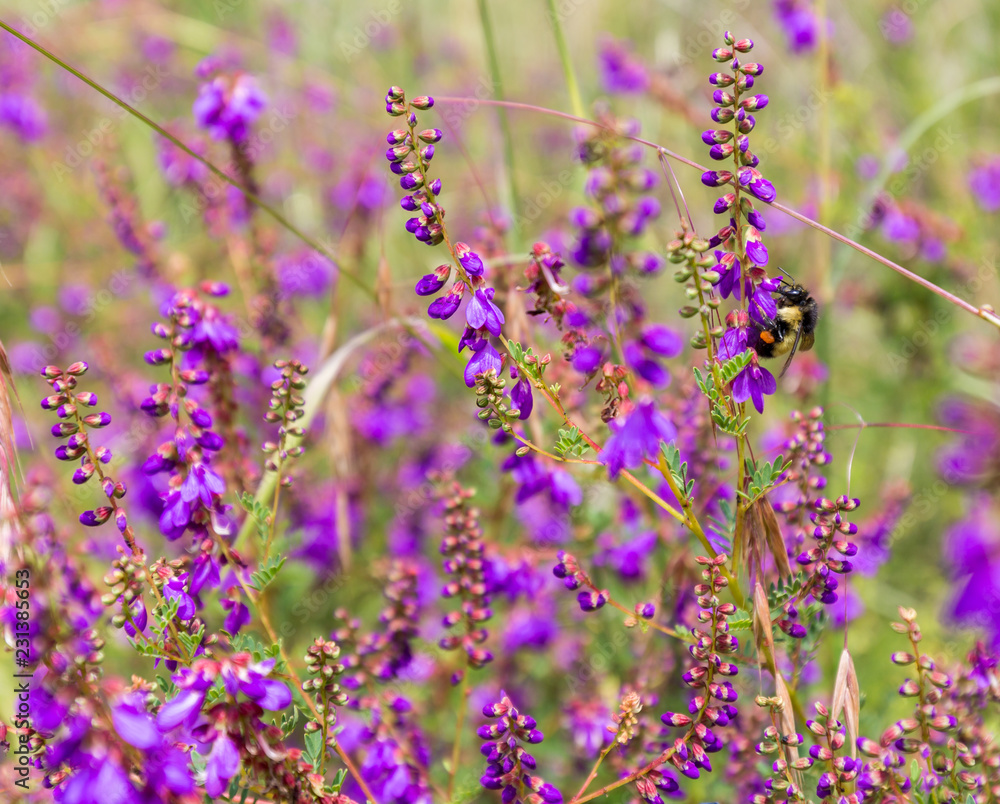 Fototapeta premium Wild flowers in a meadow in Mexico.