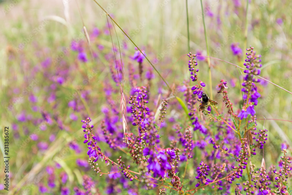 Fototapeta premium Wild flowers in a meadow in Mexico.