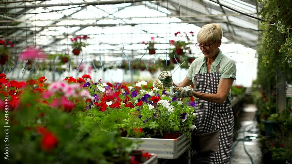 Video of happy senior florist woman working in the large flower garden Video of happy senior florist woman working in the large flower garden