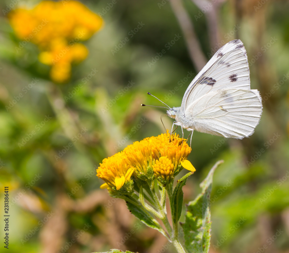 Checkered white butterfly feeding off a yellow wild flower in a meadow in Mexico. Checkered white butterfly feeding off a yellow wild flower in a meadow in Mexico.