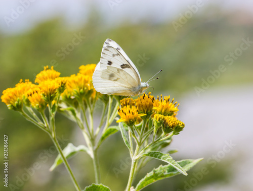 Checkered white butterfly feeding off a yellow wild flower in a meadow in Mexico.