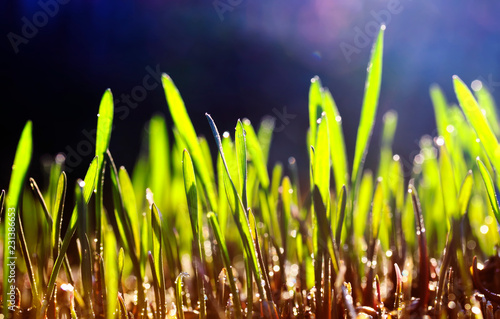 young spring shoots of green grass sprout in a sunny garden in the warm