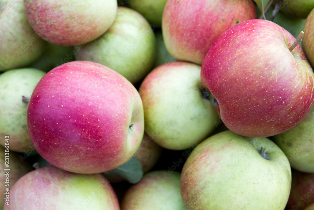 A freshy picked organic apples in a home garden (shot in September 2018 in Slovakia). A freshy picked organic apples in a home garden (shot in September 2018 in Slovakia).