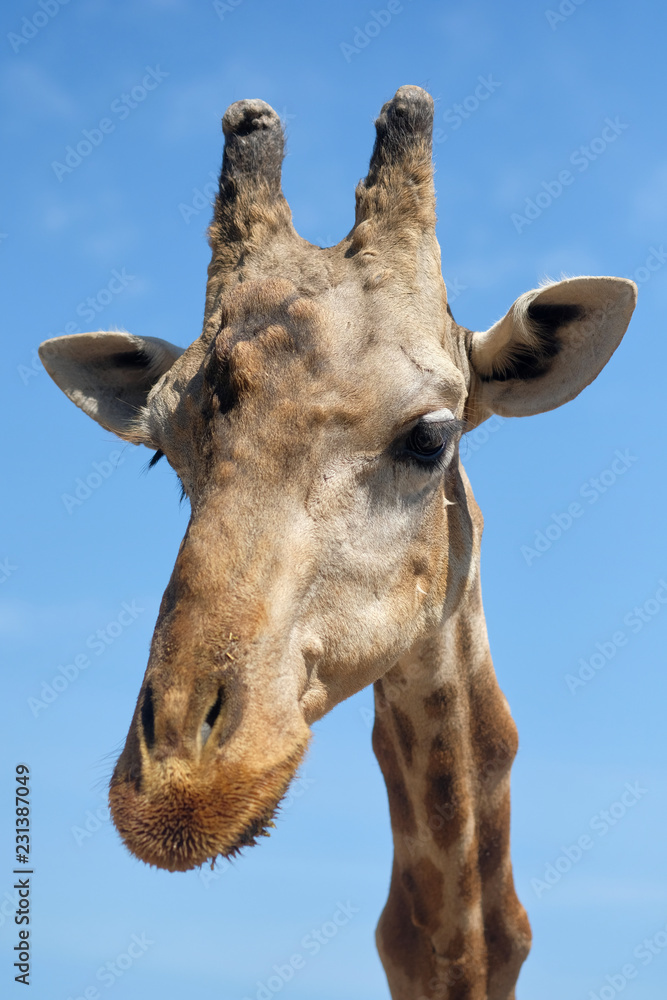Obraz premium Close upo muzzle of African giraffe against blue sunny sky. Spain