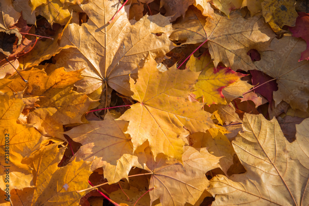 Golden Autumn. Yellow and brown maple leaves. Natural autumn background close-up. Yellow, gold fall maple leaves.