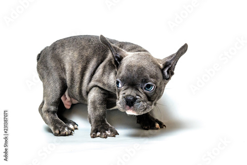 French bulldog puppy
