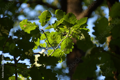 Eichenblätter im Sonnenlicht