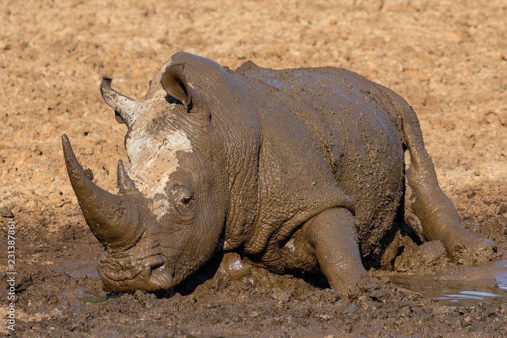 Fototapeta premium Rhino rolling in the mud in Mokala National Park in South Africa