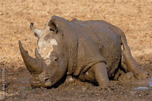 Rhino rolling in the mud in Mokala National Park in South Africa
