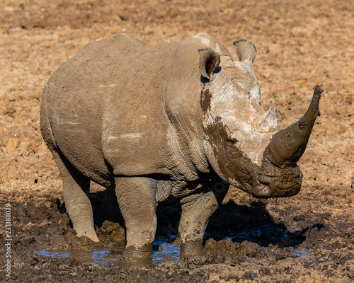 White rhinoceros having a mudbath in the Mokala National Park in South Africa