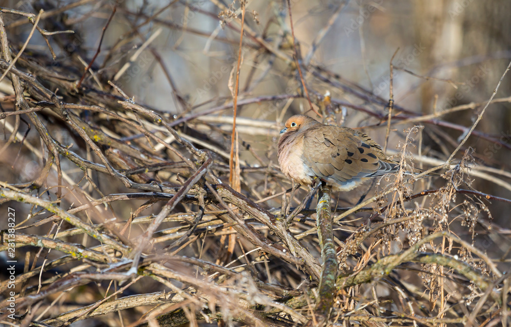 Mourning dove feeding in a boreal forest Quebec, Canada. Mourning dove feeding in a boreal forest Quebec, Canada.