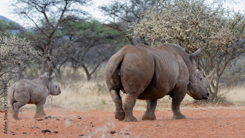 White rhino cow and calf waliking in the veld in the Mokala National Park in South Africa