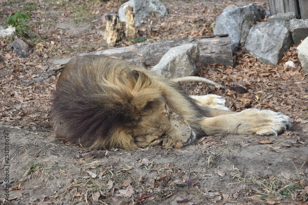 Obraz premium One Sleeping and tired Lion