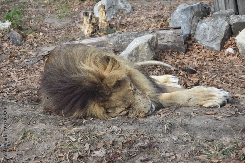 Fototapeta Naklejka Na Ścianę i Meble -  Sleeping and tired Lion