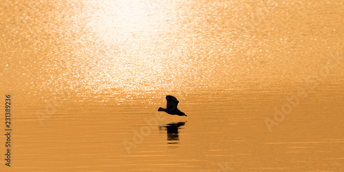 Sunset Seagull