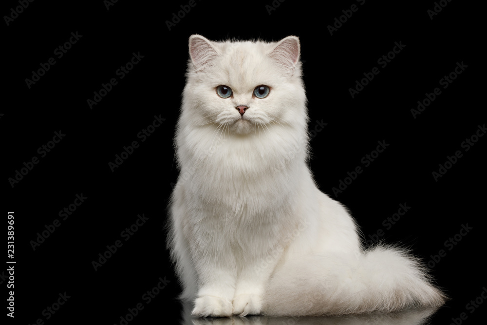 Obraz premium Uroczy rasy brytyjskiej kot biały kolor z niebieskimi oczami, siedząc i patrząc w kamerę na na białym tle czarne, widok z przodu