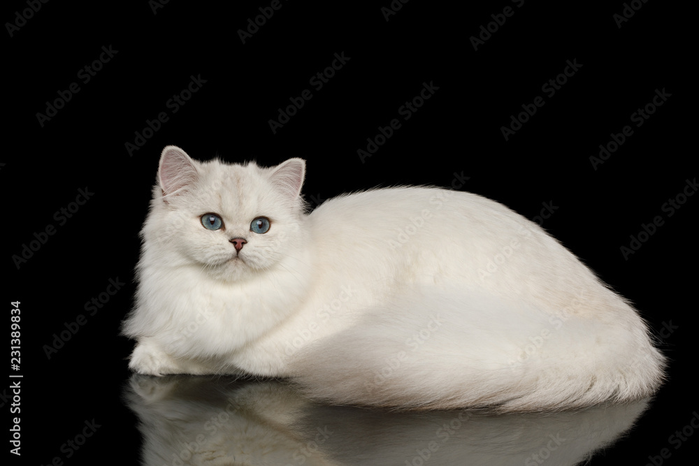 Cute British breed Cat, Beige color with Blue eyes, Lying and looks Curious on Isolated Black Background, side view