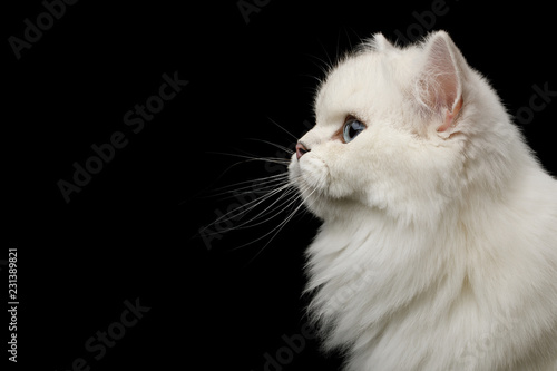 Fototapeta Naklejka Na Ścianę i Meble -  Portrait of British breed Cat White color with Blue eyes, Stare at side on Isolated Black Background, profile view
