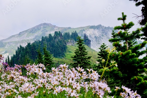 Summer in Mount Rainier