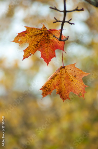 closeup of autumnal maple leaves in the forest
