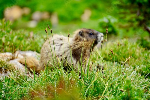 Marmot in Mount Rainier