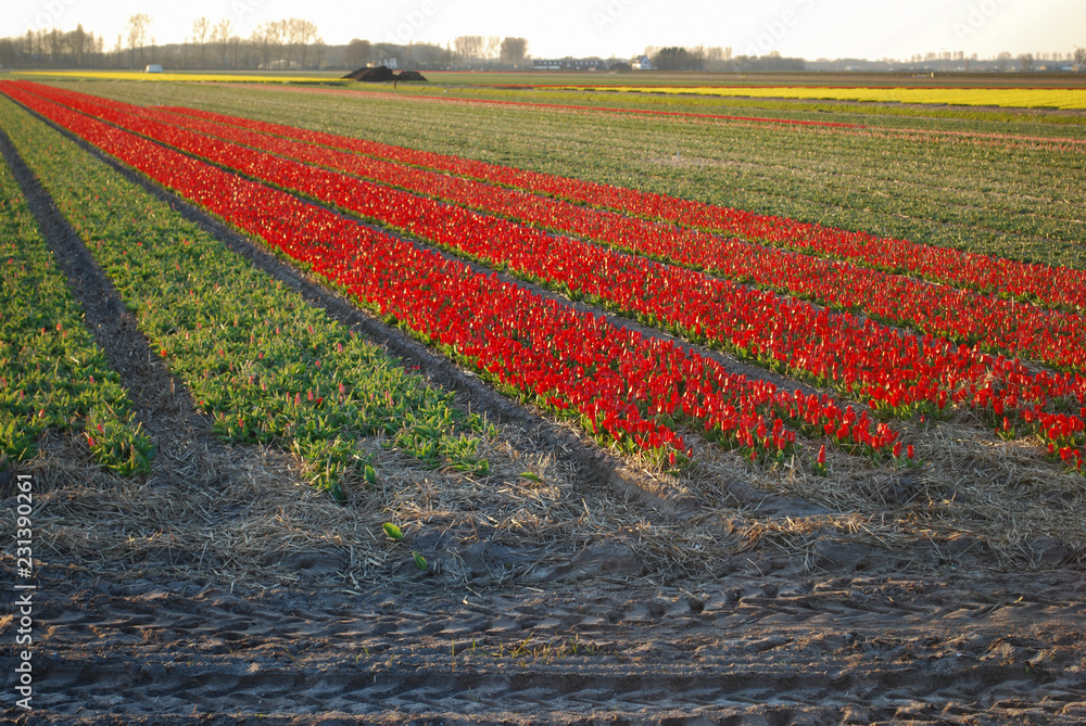 Red tulips with yellow edging growing in a field at sunset in early spring. Agriculture in the Netherlands.