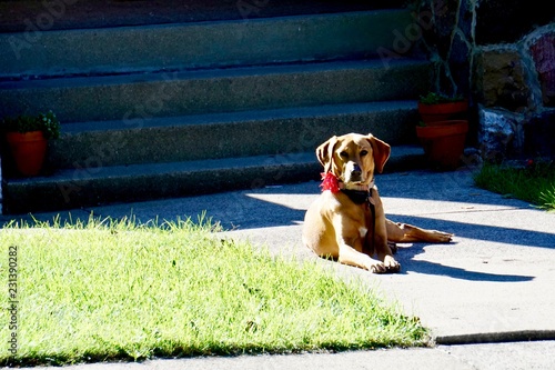 House Dog