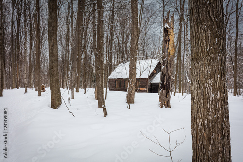 Sugar shack deep in a Boreal forest Quebec, Canada. photo