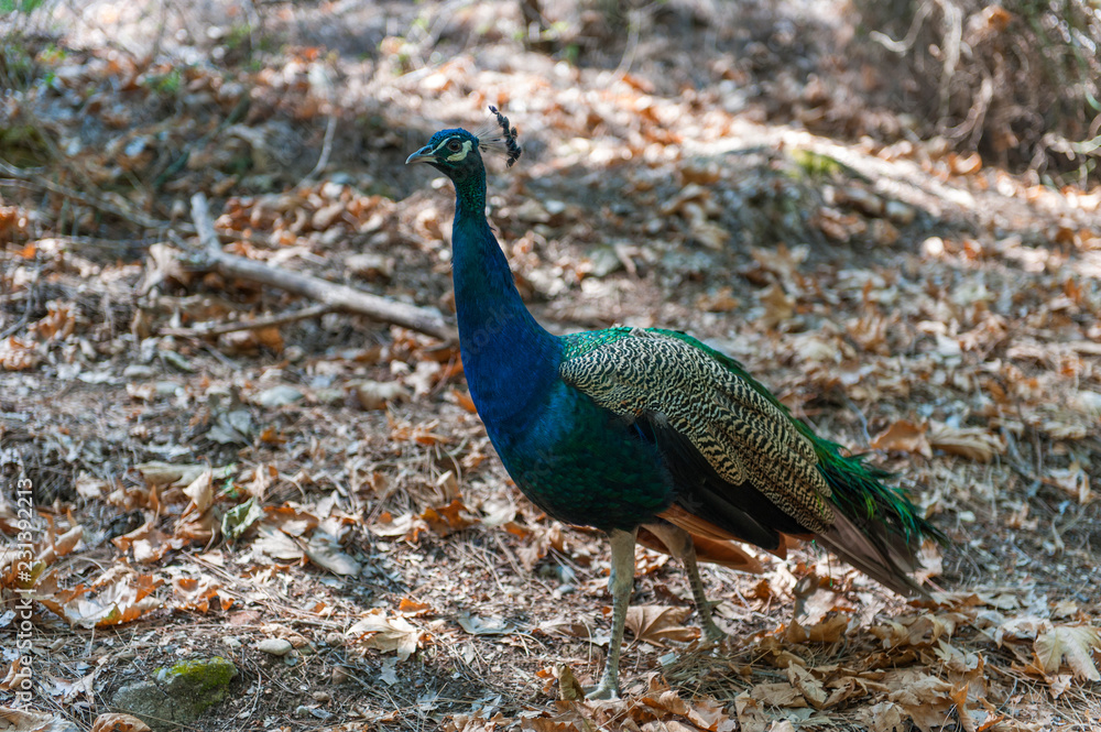 Fototapeta premium Beautiful peacock walking in the park
