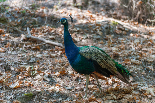 Beautiful peacock walking in the park