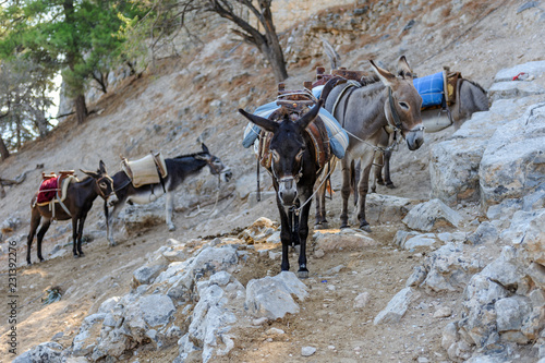 The donkey in Lindos, Rhodes, Greece photo