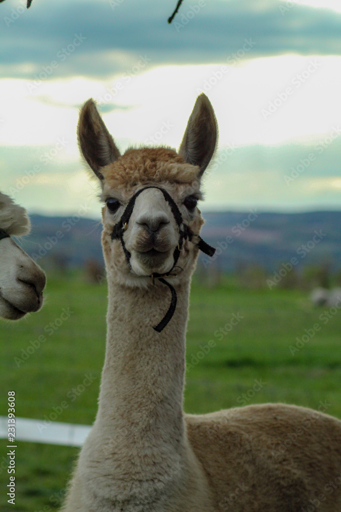 Obraz premium Alpaka