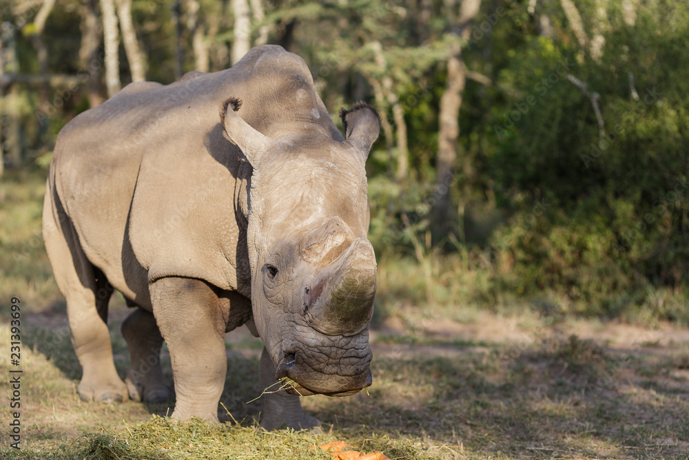 Fototapeta premium The last white rhino