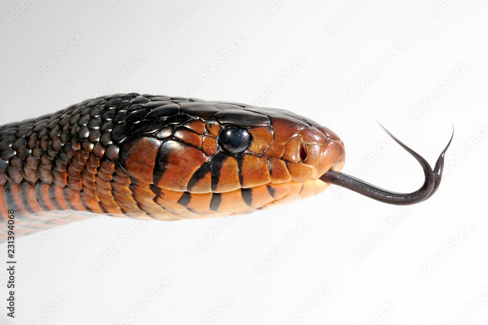 Fototapeta premium züngelnde Indigonatter (korale Drymarchon) - Indigo Snake