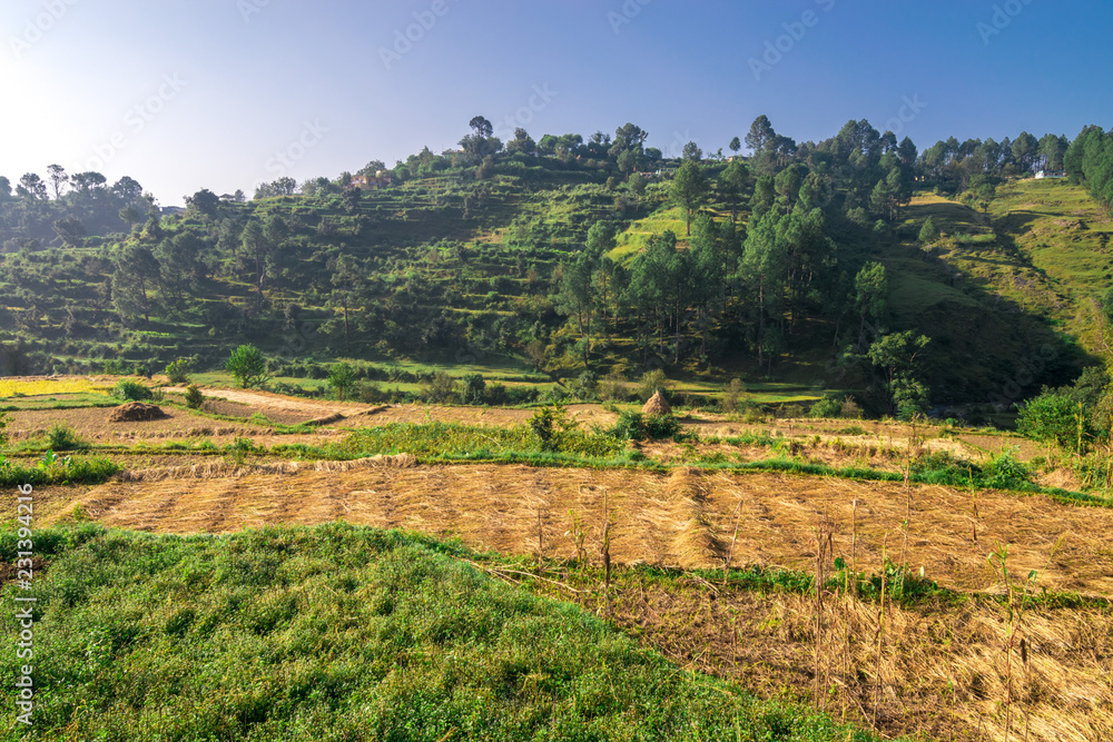 Step Farming in Mountains  in Bageshwar, Uttarakhand, India