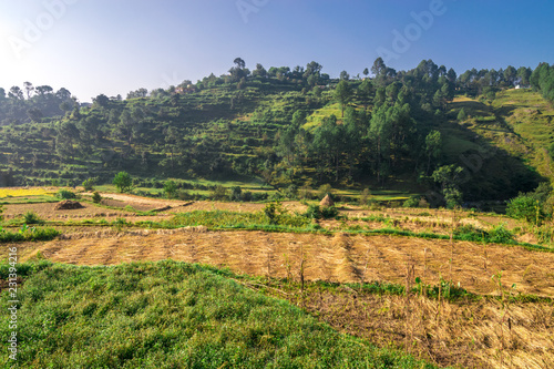 Step Farming in Mountains  in Bageshwar  Uttarakhand  India