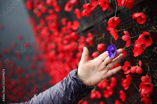 Canvastavla Poppies for Remembrance Day, Lest we forget.