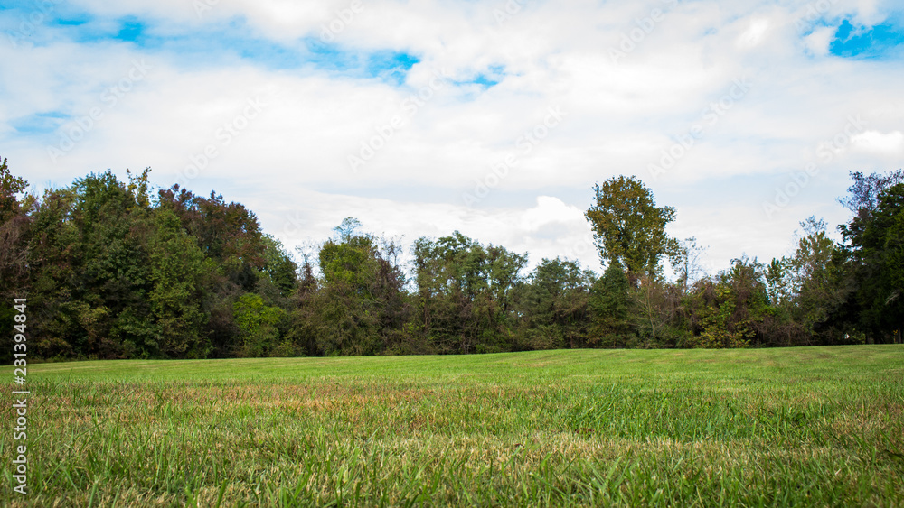 Fototapeta premium Trees and Clouds
