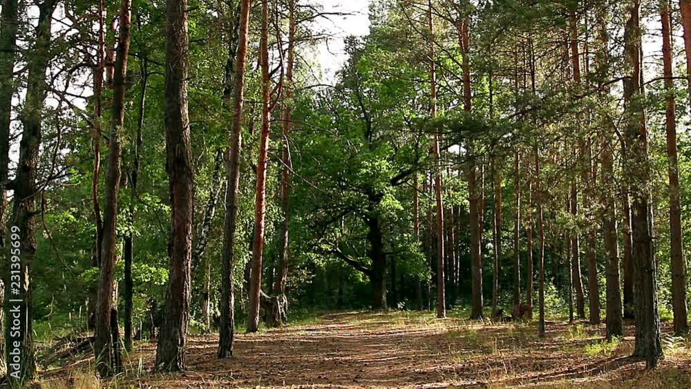 Road in the pine forest Road in the pine forest