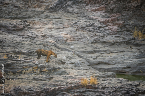Rock climbing by a male tiger cub on mountain rocks with a different background at Ranthambore Tiger Reserve, India © Sourabh