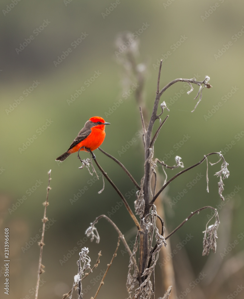Vermillion flycatcher perched in a corn field, Queretaro Mexico. Vermillion flycatcher perched in a corn field, Queretaro Mexico.